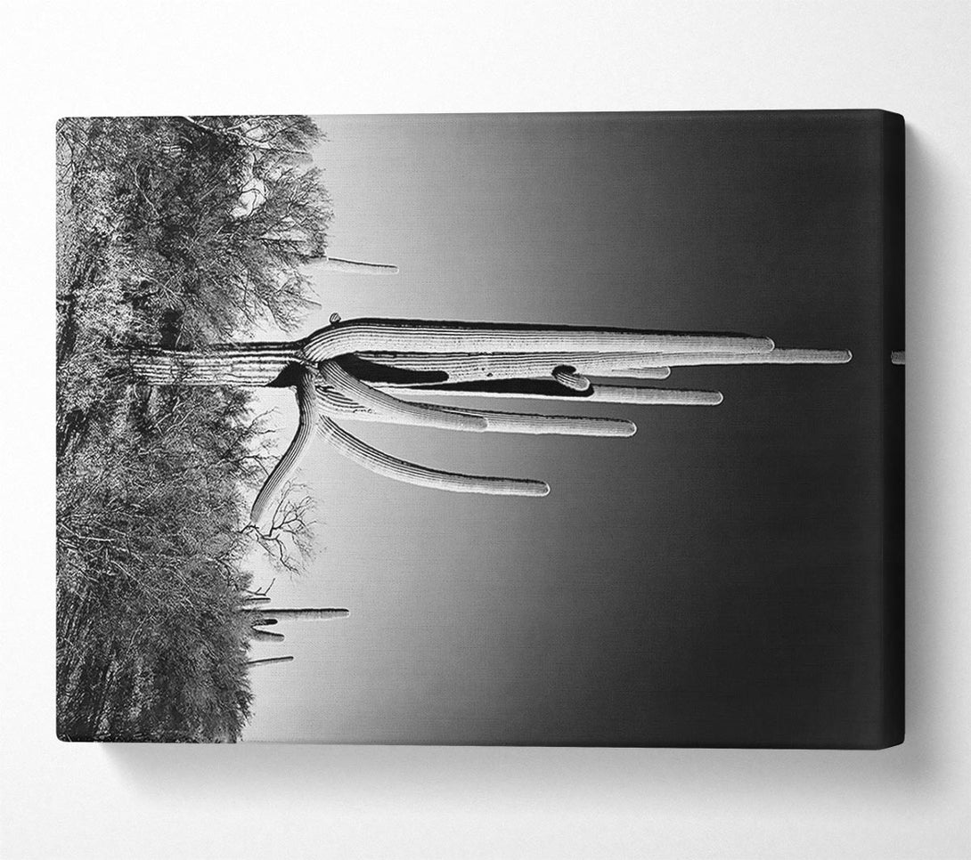  A Canvas Print of Ansel Adams Cactus In Saguaro National Monument In Arizona Canvas Wall Art