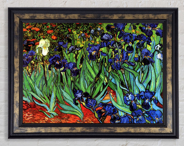 Van Gogh Irises 2 Framed Print