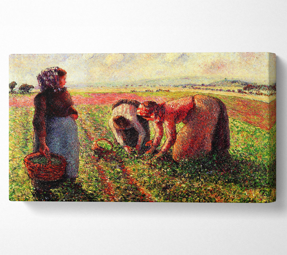  A Canvas Print of Pissarro Peas Growing In Eragny Canvas Art