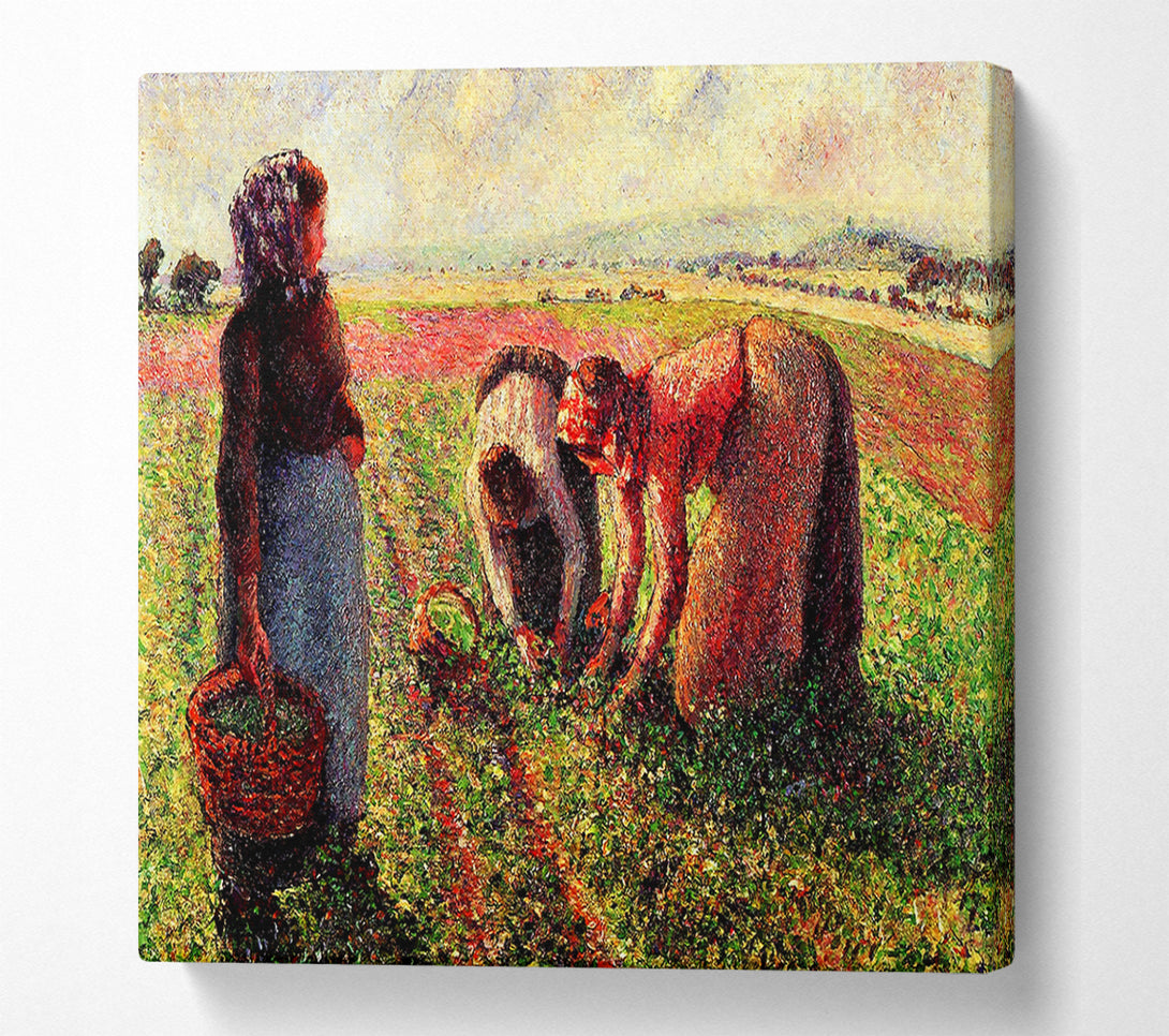  A Canvas Print of Pissarro Peas Growing In Eragny Canvas Art