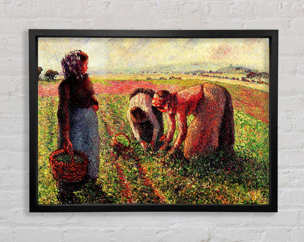Pissarro Peas Growing In Eragny Framed Print
