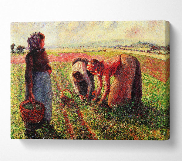  A Canvas Print of Pissarro Peas Growing In Eragny Canvas Art