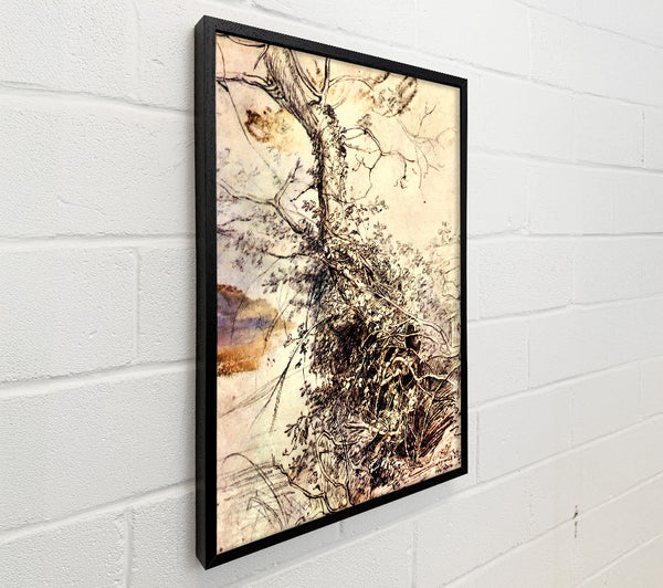 Rubens Study Of Tree