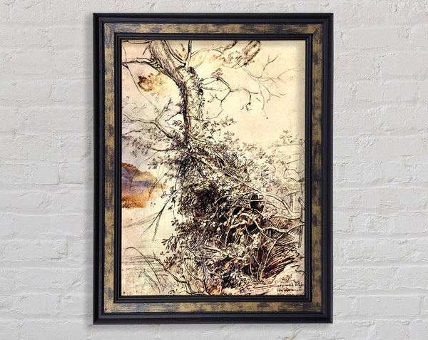 Rubens Study Of Tree Framed Print