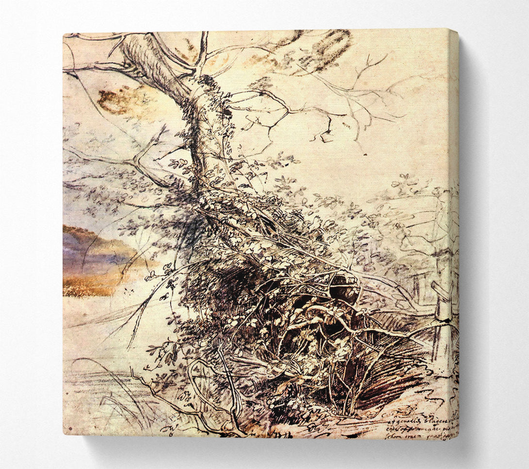  A Canvas Print of Rubens Study Of Tree Canvas Art