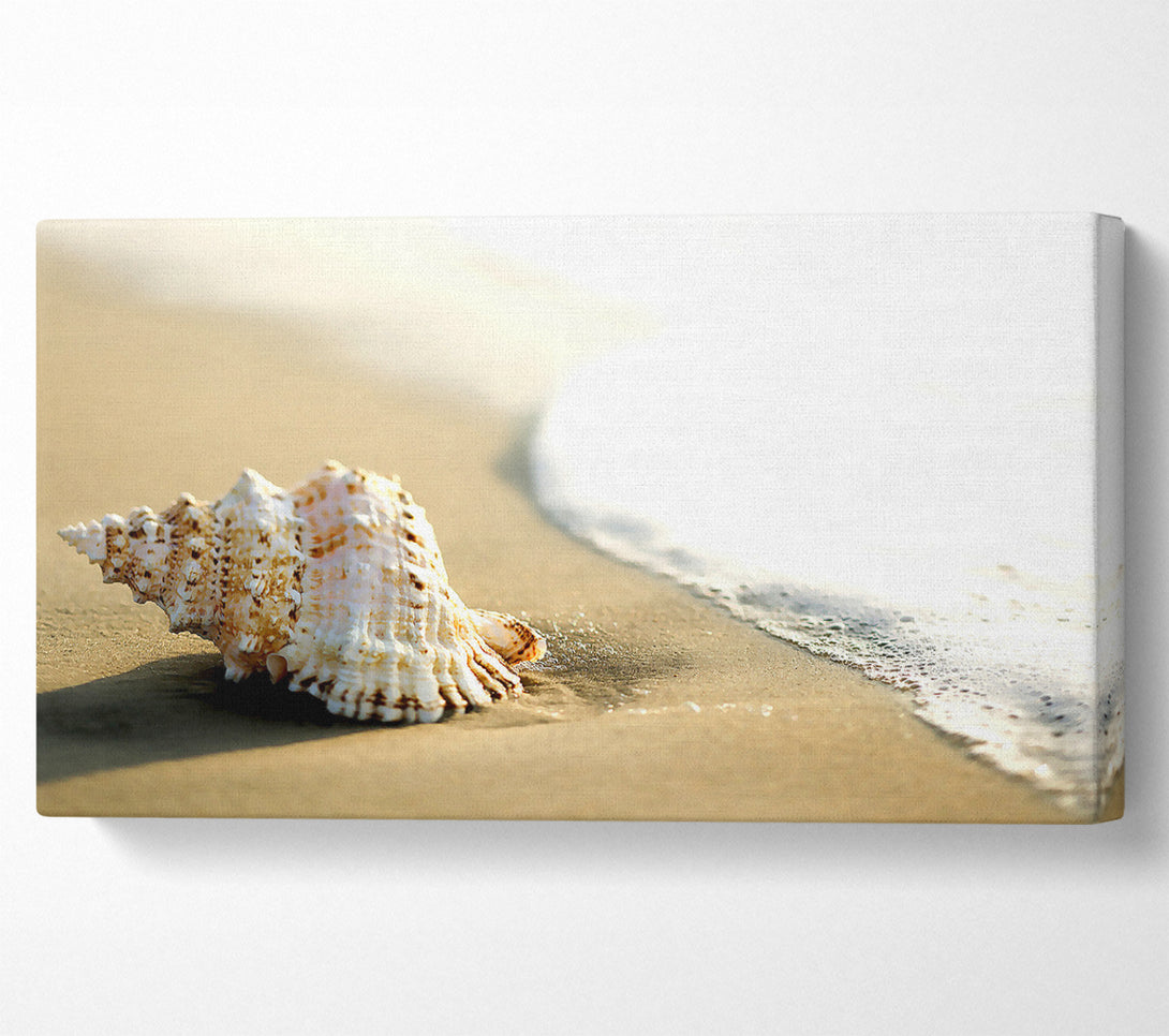  A Canvas Print of Whelk Shell On The Beach 2 Canvas Print