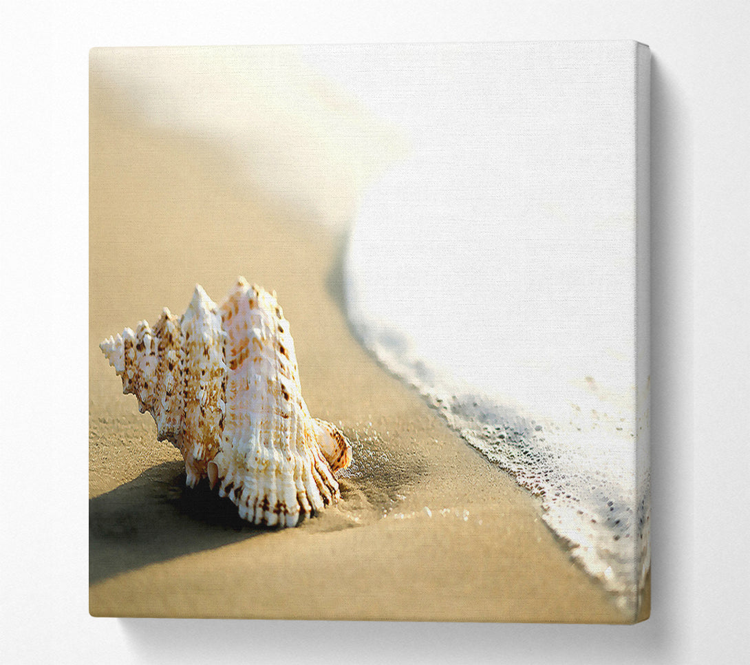  A Canvas Print of Whelk Shell On The Beach 2 Canvas Print