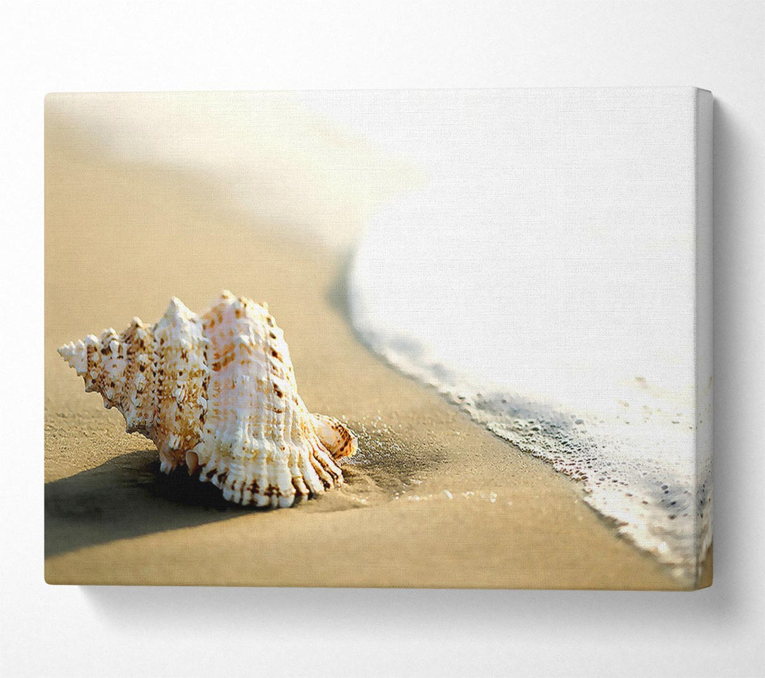  A Canvas Print of Whelk Shell On The Beach 2 Canvas Print