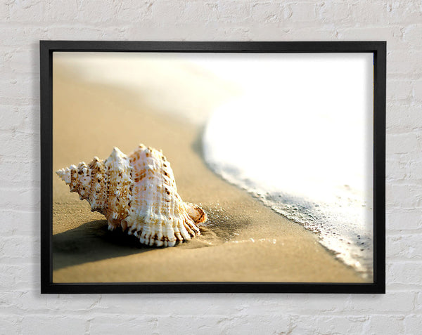 Whelk Shell On The Beach 2 Framed Print