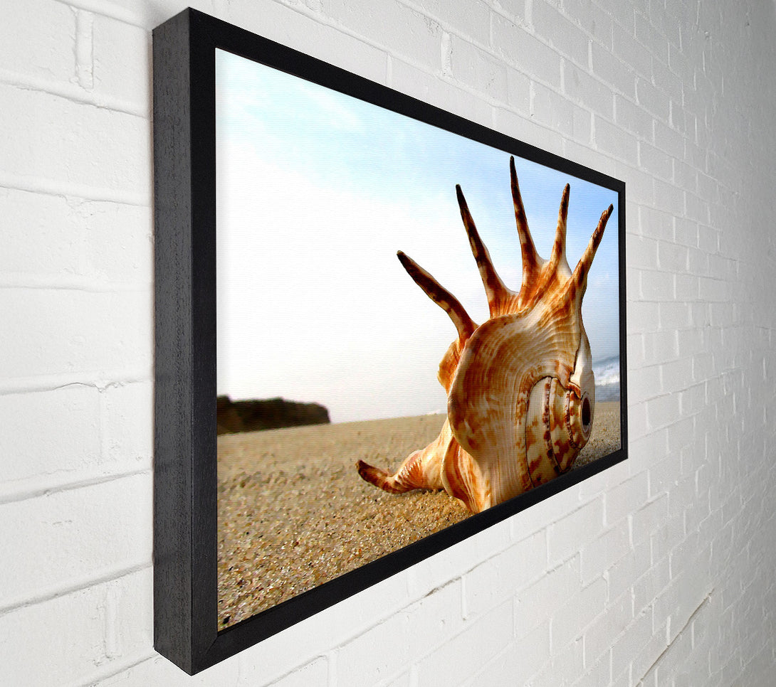  A Canvas Print of Whelk Shell On The Beach Canvas Art