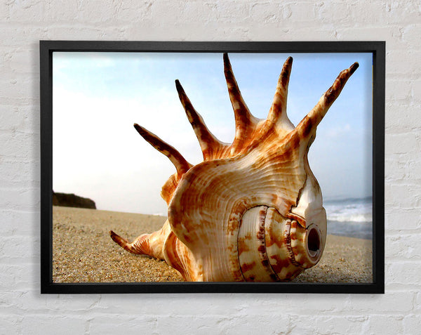 Whelk Shell On The Beach Framed Print