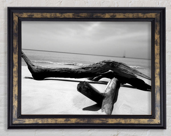 Ocean Drift Wood On The Shore B n W Framed Print