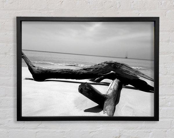 Ocean Drift Wood On The Shore B n W Framed Print