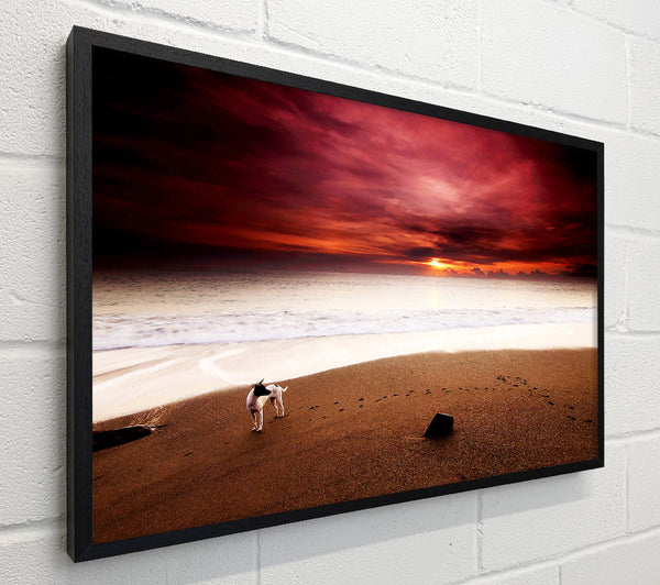 Dog On The Sunset Beach