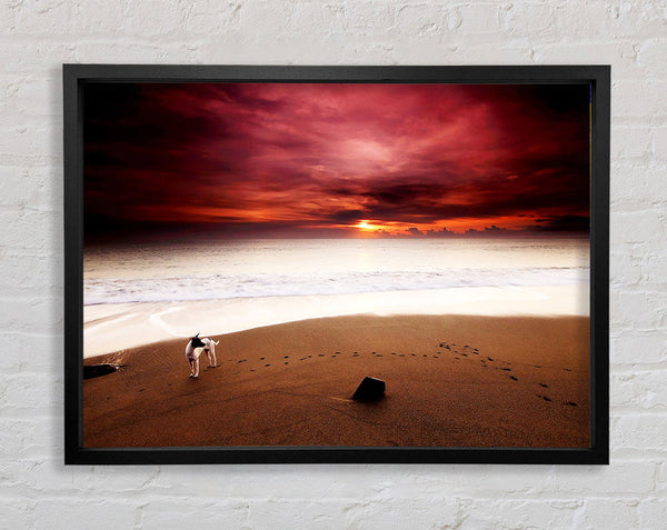Dog On The Sunset Beach Framed Print