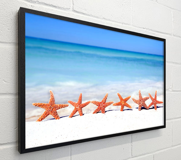 Star Fish Line-up