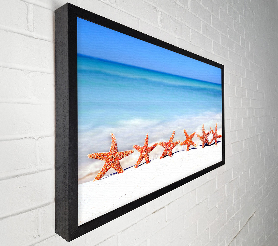 A Canvas Print of Star Fish Line-up Canvas Art