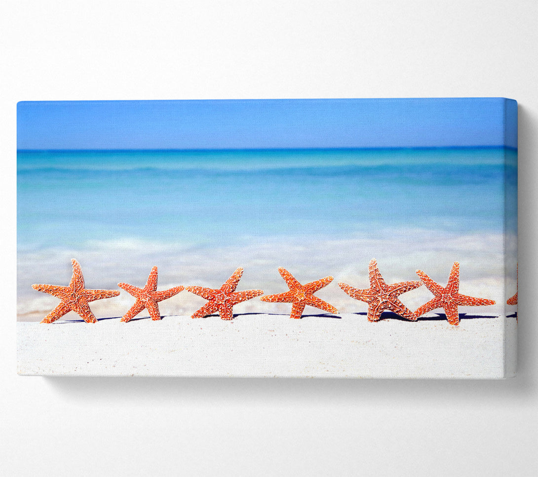  A Canvas Print of Star Fish Line-up Canvas Art