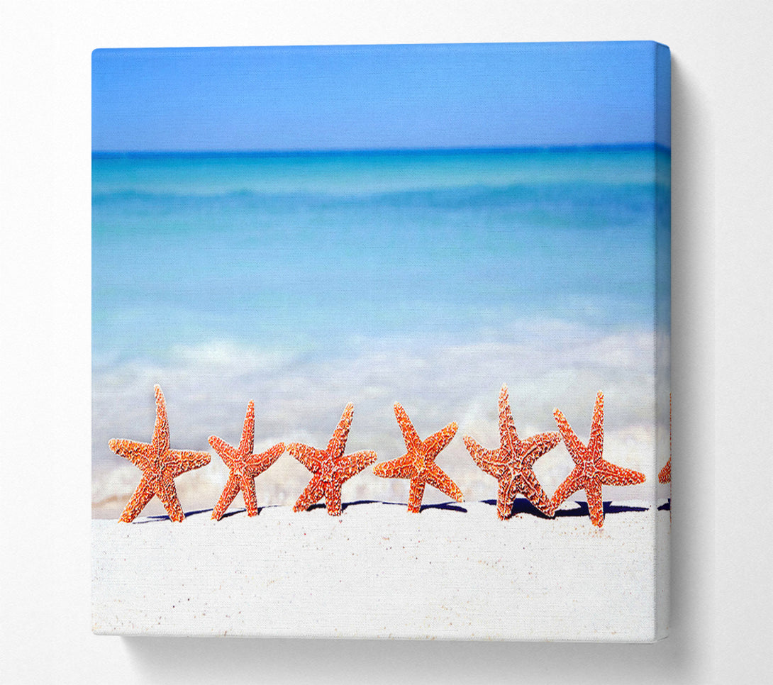  A Canvas Print of Star Fish Line-up Canvas Art