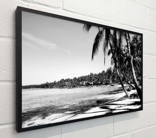 Beach Palms B n W