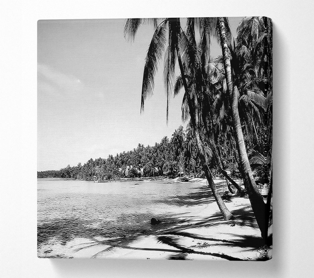  A Canvas Print of Beach Palms B n W Canvas Art