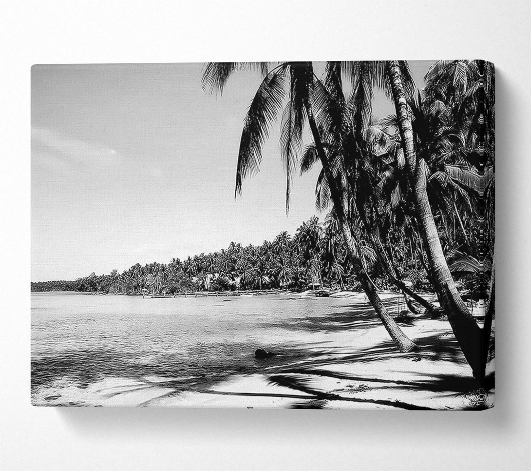  A Canvas Print of Beach Palms B n W Canvas Art