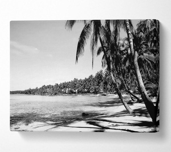  A Canvas Print of Beach Palms B n W Canvas Art
