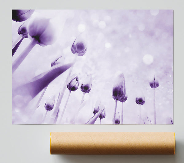 Attention Lilac Giclee Print