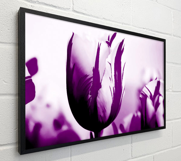 Gem Of A Tulip Purple