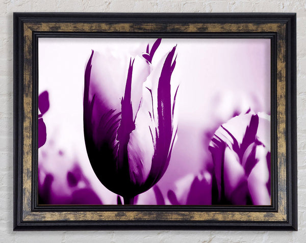 Gem Of A Tulip Purple Framed Print