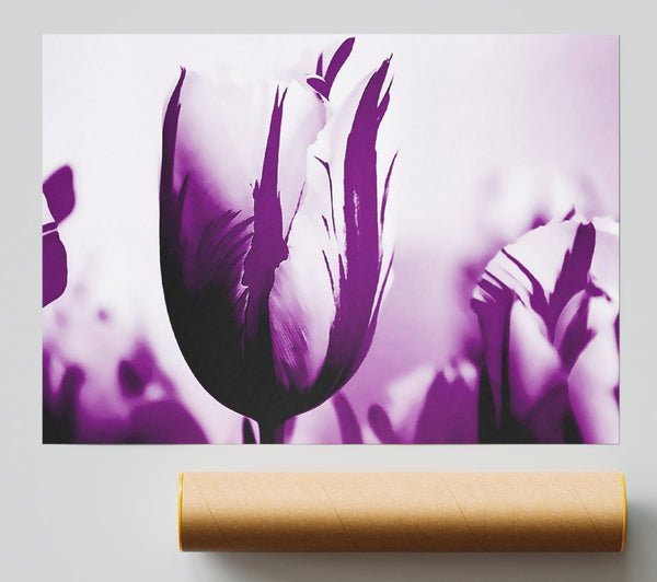 Gem Of A Tulip Purple Poster