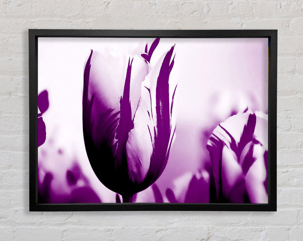 Gem Of A Tulip Purple Framed Print