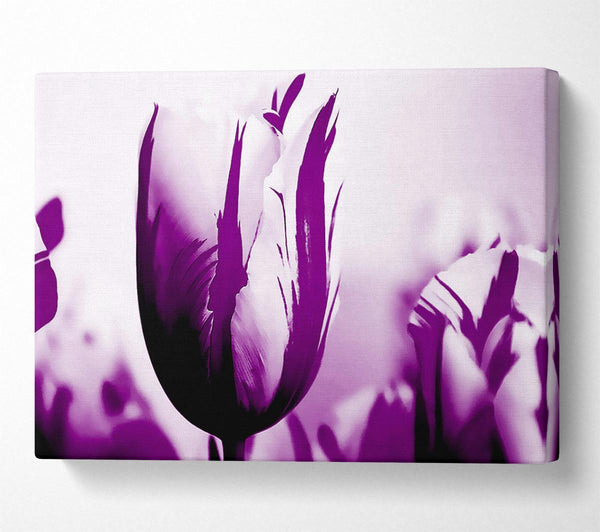 Gem Of A Tulip Purple