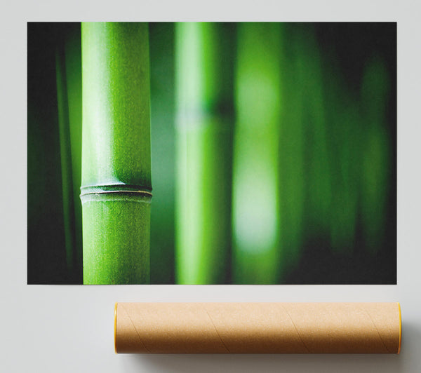 Green Bamboo Close-Up Poster