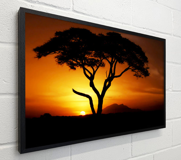 African Tree In Golden Sunlight