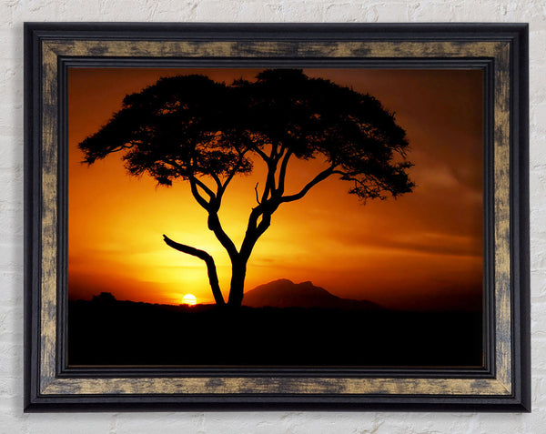 African Tree In Golden Sunlight Framed Print