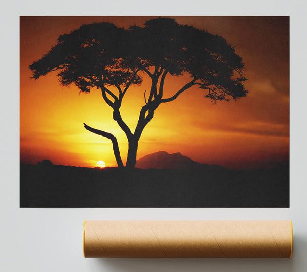 African Tree In Golden Sunlight Print