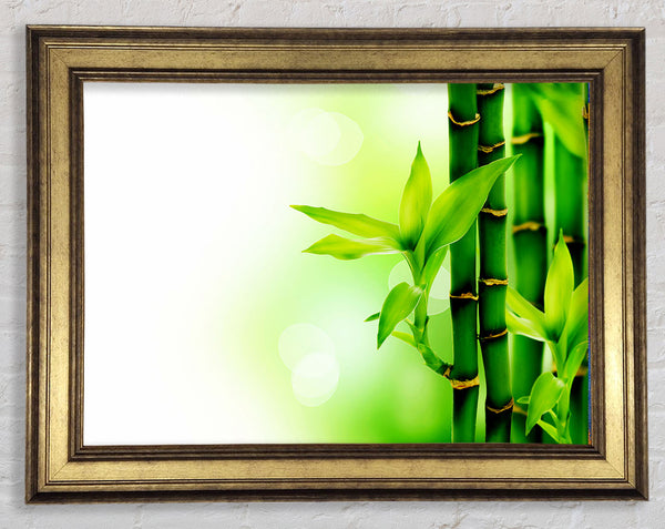 Bamboo Perfection Framed Print