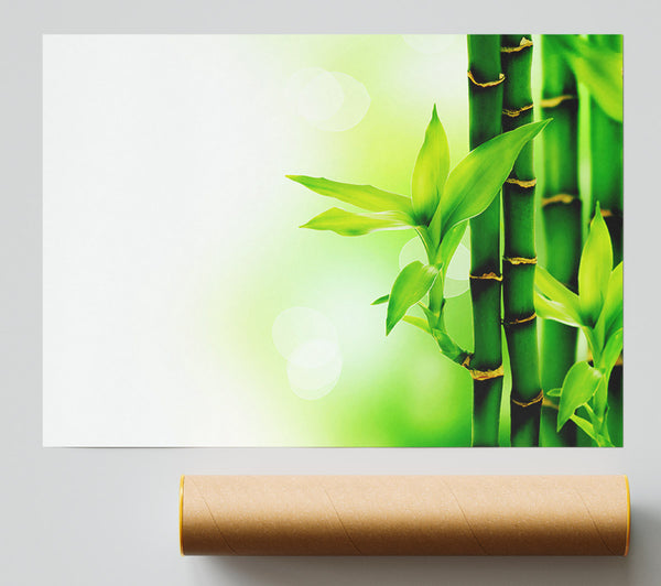 Bamboo Perfection Giclee Print