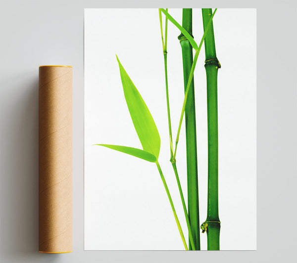 Bamboo Cane Giclee Print