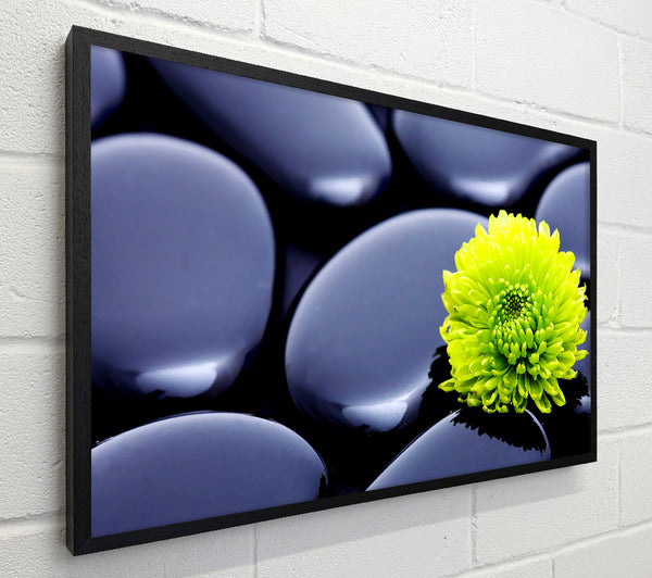 Black Zen Stones And A Yellow Mum