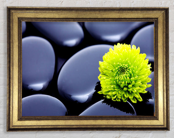 Black Zen Stones And A Yellow Mum Framed Print