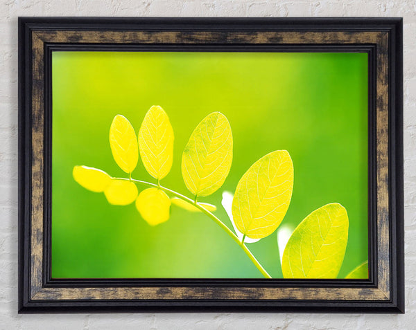 Leaves In The Golden Sun Framed Print