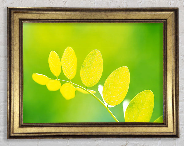 Leaves In The Golden Sun Framed Print