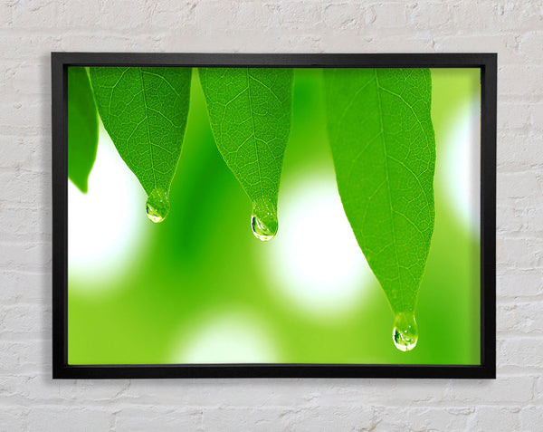 Tree Leaves With Dew Framed Print