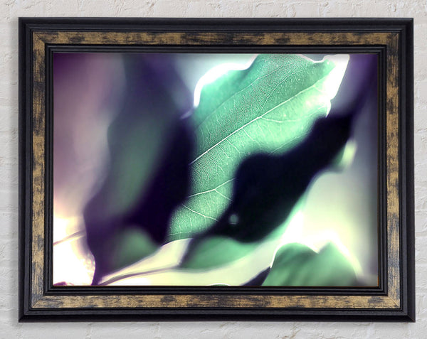 Leaves Hidding From The Light Framed Print