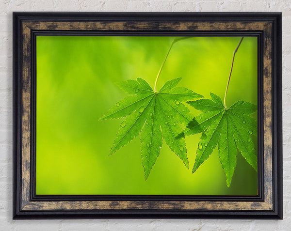 Branch With GreenDewsdrop Leaves Framed Print