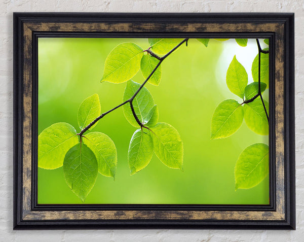 Branch With Green Leaves In The Sun Framed Print