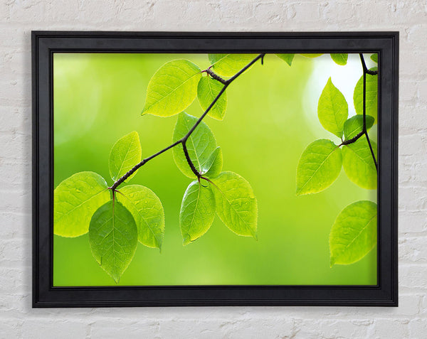 Branch With Green Leaves In The Sun Framed Print