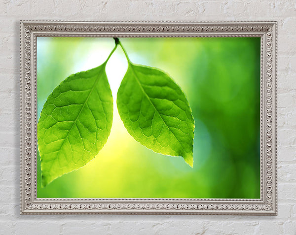 Duo Tree Leaves Framed Print